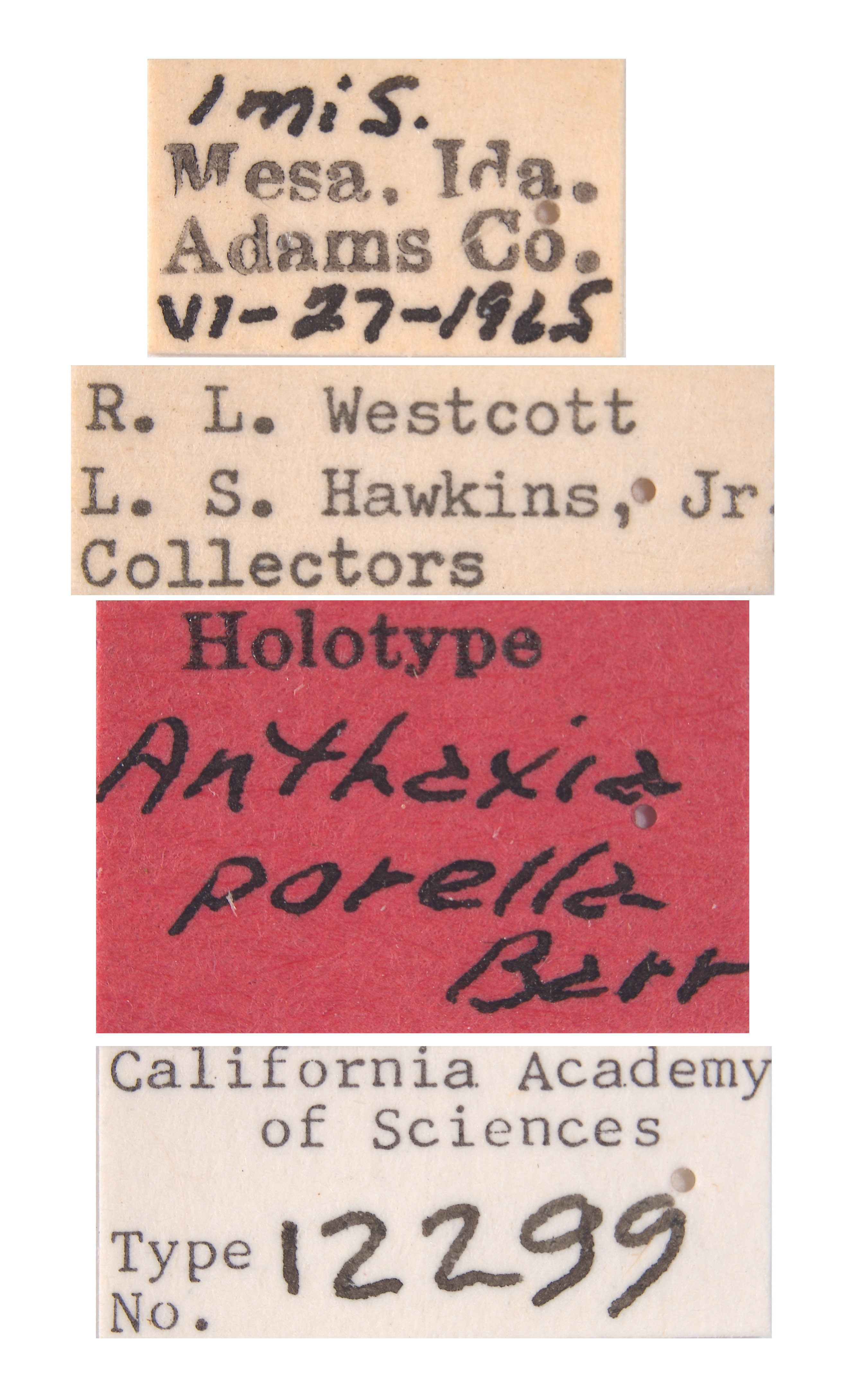 Anthaxia porella image